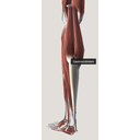 Muscle du mollet et tendon d'Achille vue dorsle