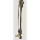 Tibia vue dorsale