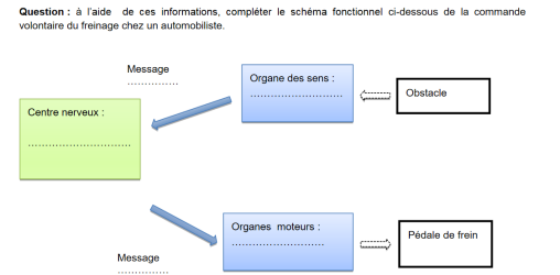 brevet13