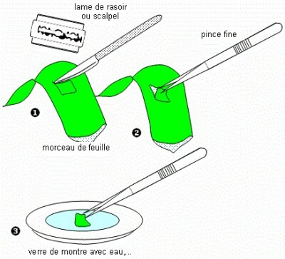 Diagramme de Protocole: Réaliser une préparation microscopique