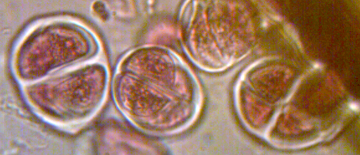 ciboulette1000_5