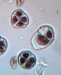 ciboulette400_2