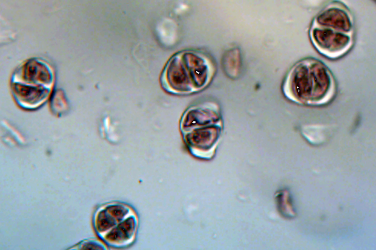 ciboulette400_3